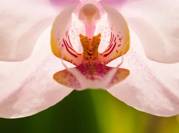 depositphotos_364951730-stock-photo-pink-orchid-closeup-of-flower depositphotos_364951730-stock-photo-pink-orchid-closeup-of-flower