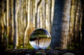 Water bubble as miniature mirror of woods backdrop 