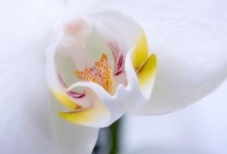 Orchid